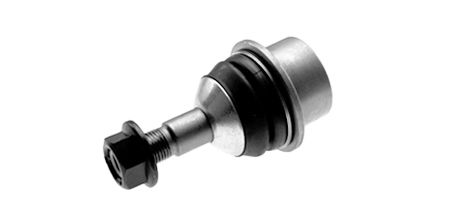 بيض مقص سفلي